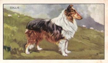 1936 Gallaher Dogs Series 1 #16 The Collie Front