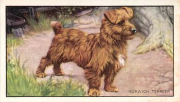 1936 Gallaher Dogs Series 1 #17 The Norwich Terrier Front