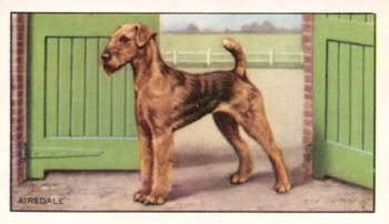 1936 Gallaher Dogs Series 1 #19 Airedale Front