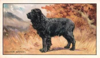 1936 Gallaher Dogs Series 1 #21 The Cocker Spaniel Front