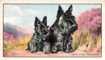 1936 Gallaher Dogs Series 1 #23 Scottish Terrier Front