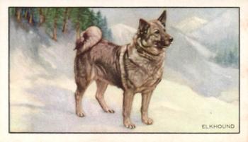 1936 Gallaher Dogs Series 1 #29 The Elkhound Front