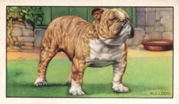 1936 Gallaher Dogs Series 1 #32 The Bulldog Front