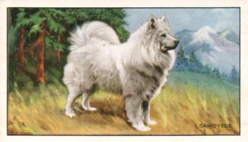 1936 Gallaher Dogs Series 1 #33 The Samoyede Front