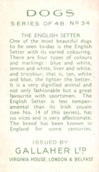 1936 Gallaher Dogs Series 1 #34 English Setter Back