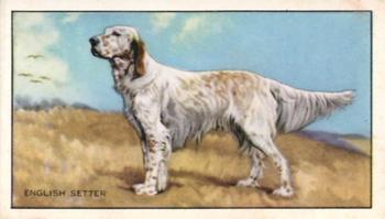 1936 Gallaher Dogs Series 1 #34 English Setter Front