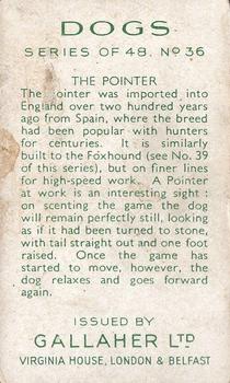 1936 Gallaher Dogs Series 1 #36 The Pointer Back