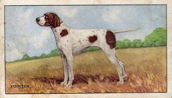1936 Gallaher Dogs Series 1 #36 The Pointer Front