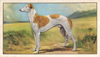1936 Gallaher Dogs Series 1 #37 The Greyhound Front