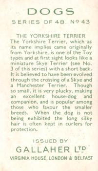 1936 Gallaher Dogs Series 1 #43 The Yorkshire Terrier Back