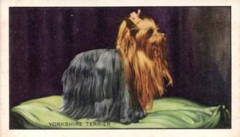 1936 Gallaher Dogs Series 1 #43 The Yorkshire Terrier Front