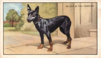 1936 Gallaher Dogs Series 1 #44 The Black and Tan Terrier Front