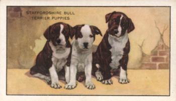1936 Gallaher Dogs Series 1 #46 The Staffordshire Bull Terrier Front