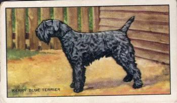 1936 Gallaher Dogs Series 1 #48 The Kerry Blue Terrier Front