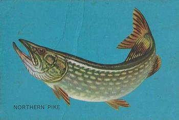 1962 Parkhurst Fish (V339-19) #6 Northern Pike Front