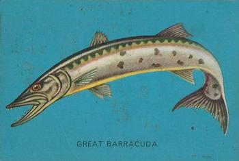 1962 Parkhurst Fish (V339-19) #8 Great Barracuda Front