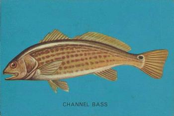1962 Parkhurst Fish (V339-19) #9 Channel Bass Front