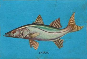 1962 Parkhurst Fish (V339-19) #10 Snook Front