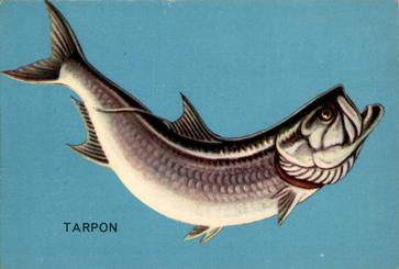 1962 Parkhurst Fish (V339-19) #11 Tarpon Front