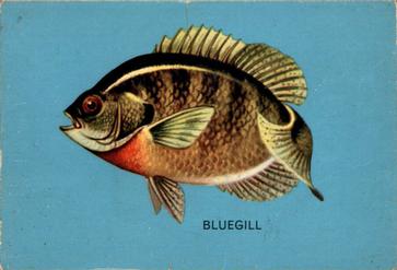 1962 Parkhurst Fish (V339-19) #20 Bluegill Front