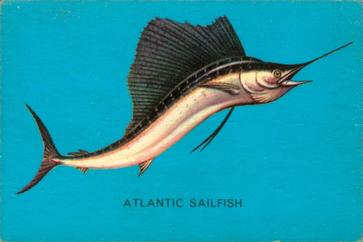 1962 Parkhurst Fish (V339-19) #23 Atlantic Sailfish Front