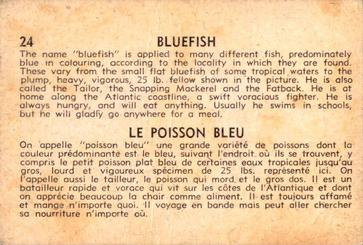 1962 Parkhurst Fish (V339-19) #24 Bluefish Back