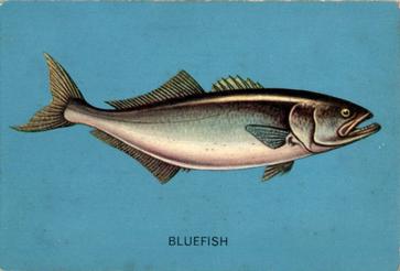 1962 Parkhurst Fish (V339-19) #24 Bluefish Front