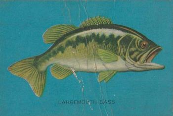 1962 Parkhurst Fish (V339-19) #30 Largemouth Bass Front