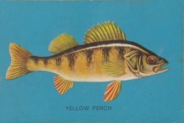 1962 Parkhurst Fish (V339-19) #31 Yellow Perch Front