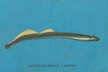1962 Parkhurst Fish (V339-19) #32 American Brook Lamprey Front