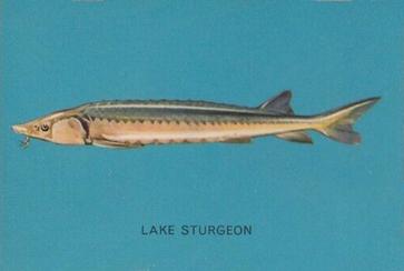 1962 Parkhurst Fish (V339-19) #33 Lake Sturgeon Front
