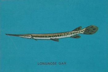 1962 Parkhurst Fish (V339-19) #35 Longnose Gar Front