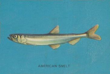 1962 Parkhurst Fish (V339-19) #39 American Smelt Front