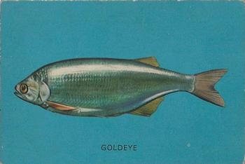 1962 Parkhurst Fish (V339-19) #41 Goldeye Front