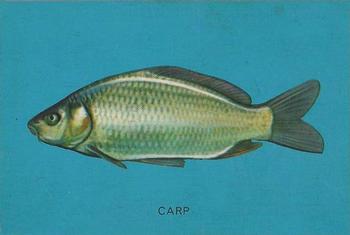 1962 Parkhurst Fish (V339-19) #43 Carp Front