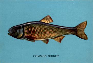 1962 Parkhurst Fish (V339-19) #44 Common Shiner Front