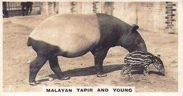 1927 Wills's Zoo #1 Malayan Tapir & Young Front
