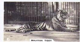 1927 Wills's Zoo #2 Malayan Tiger Front