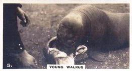 1927 Wills's Zoo #5 Young Walrus Front