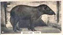 1927 Wills's Zoo #6 Brazilian Tapir Front
