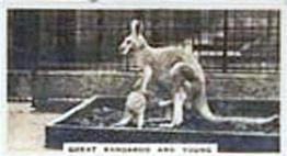 1927 Wills's Zoo #8 Great Kangaroo & Young Front