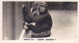 1927 Wills's Zoo #9 Gorilla Front
