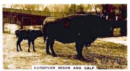 1927 Wills's Zoo #10 European Bison Front