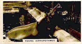 1927 Wills's Zoo #11 Hippopatamus Front