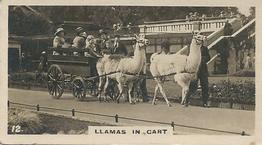 1927 Wills's Zoo #12 Llamas in cart Front