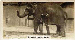 1927 Wills's Zoo #14 Indian Elephant Front