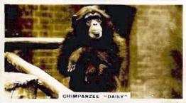 1927 Wills's Zoo #15 Chimpanzee Front