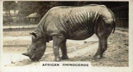 1927 Wills's Zoo #16 African Rhinoceros Front
