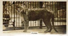 1927 Wills's Zoo #17 Puma Front