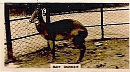 1927 Wills's Zoo #18 Bay Duiker Front